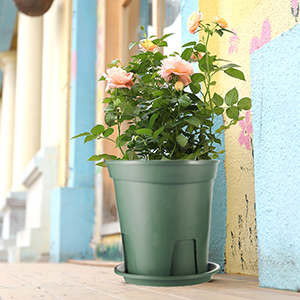 planters