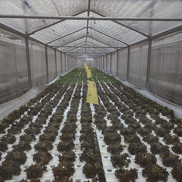 UV Sterilized DWC Hydroponics System Ideal For Disease Resistant Vegetable Cultivation