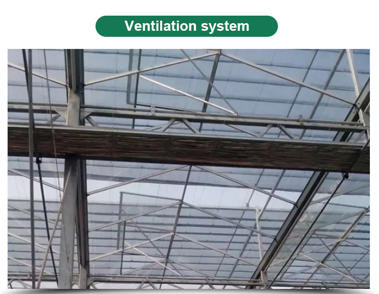 Multi-span Agricultural Glass Greenhouse with Film Covering Width 8m or Customizable