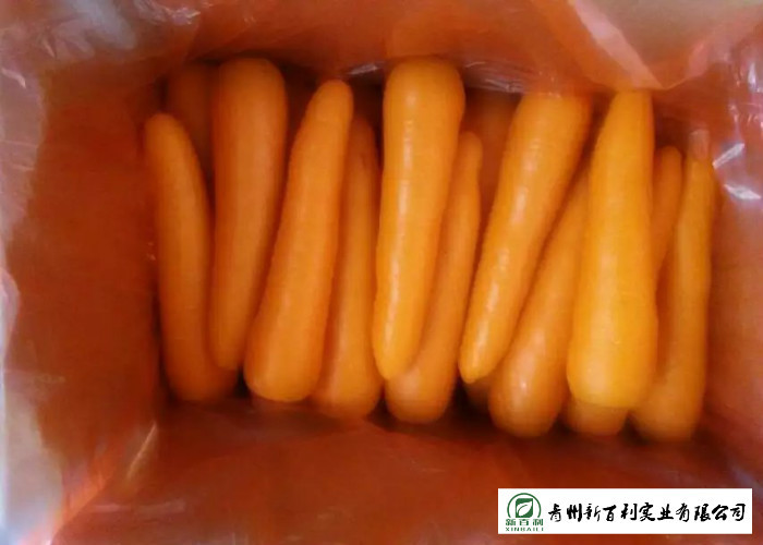Own Plantation Fresh Chinese Carrot No Stain For Frozen Vegetable Factory