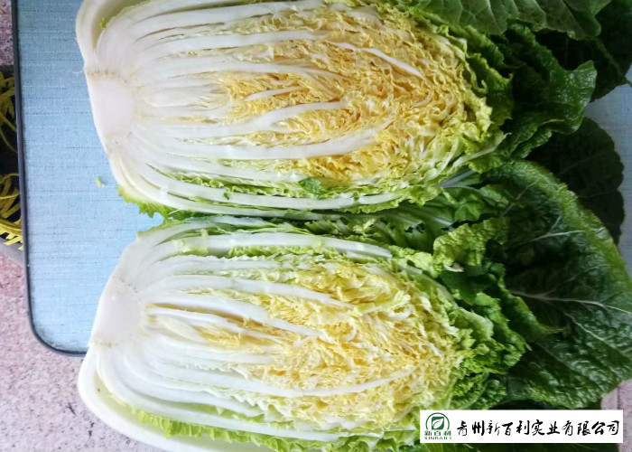 Agricultural Clean Fresh Chinese Cabbage Very Low In Calories 1kg / Per