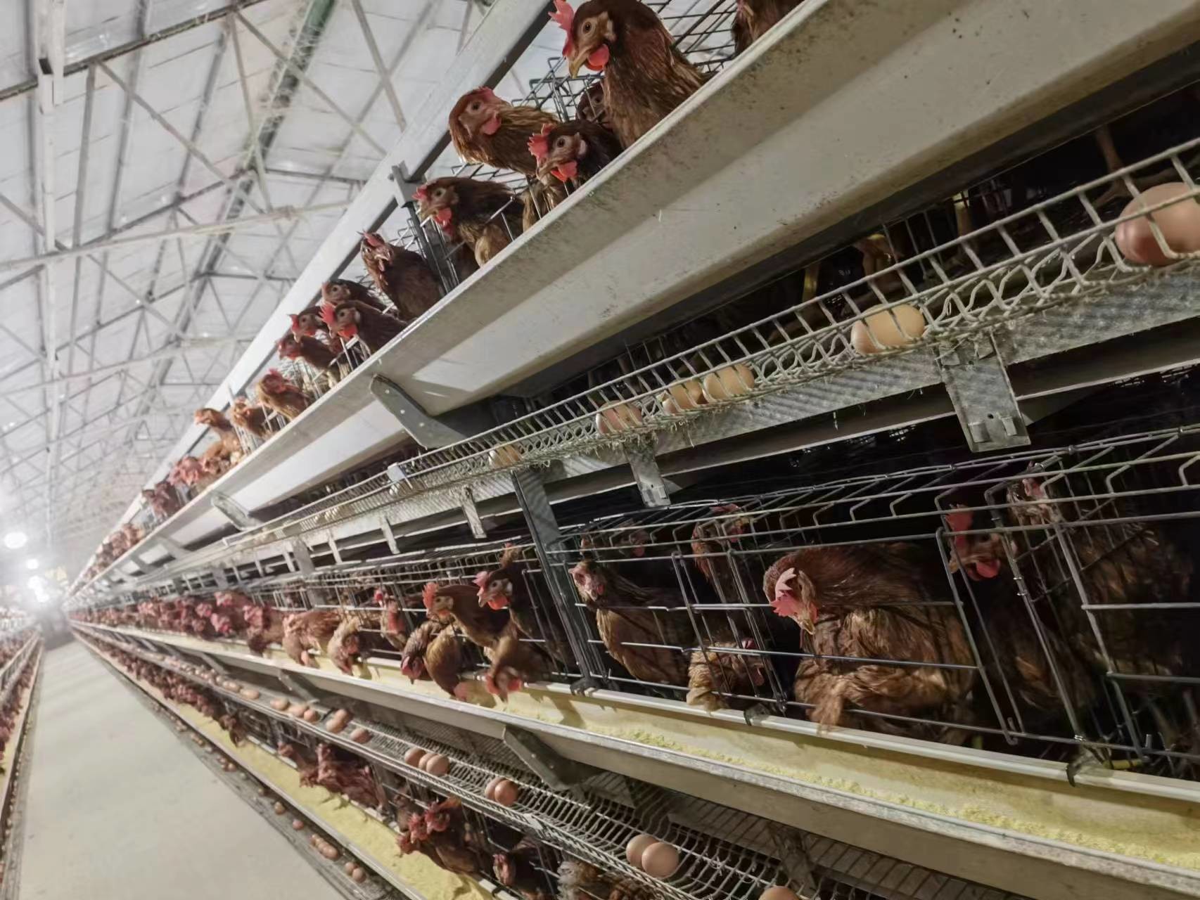 Egg Layer Battery Chicken Cage For 30000 Layers Fully Automatic Poultry Cage System