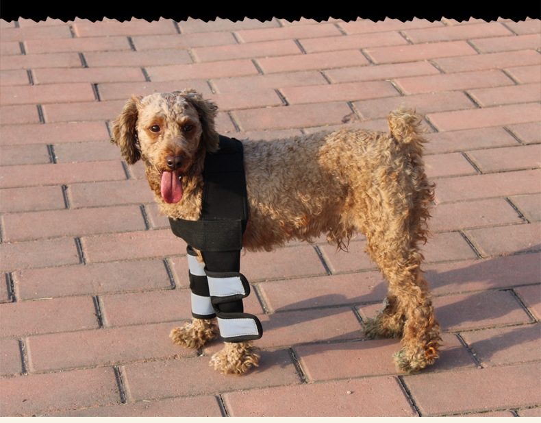 Hock Joint Sports Knee Pads Breathable Shockproof Custom Small Dog Knee Brace