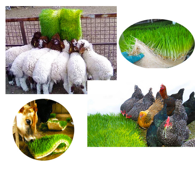 Grass Hydroponic Fodder Machine Livestock Big Farm Fodder Growing Systems