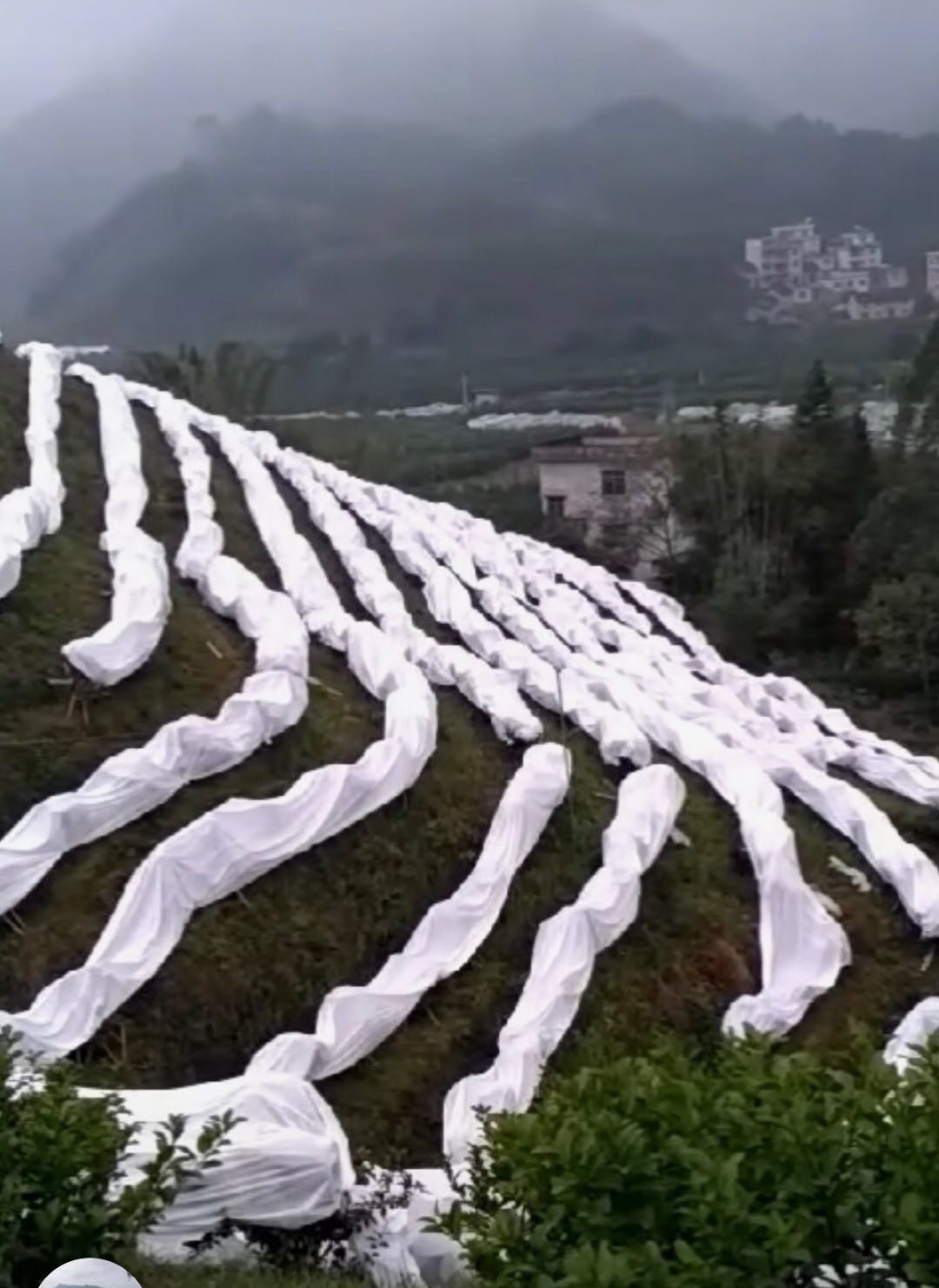 Ground Cover Non Woven Weed Control Fabric , Non Woven Synthetic Fabric