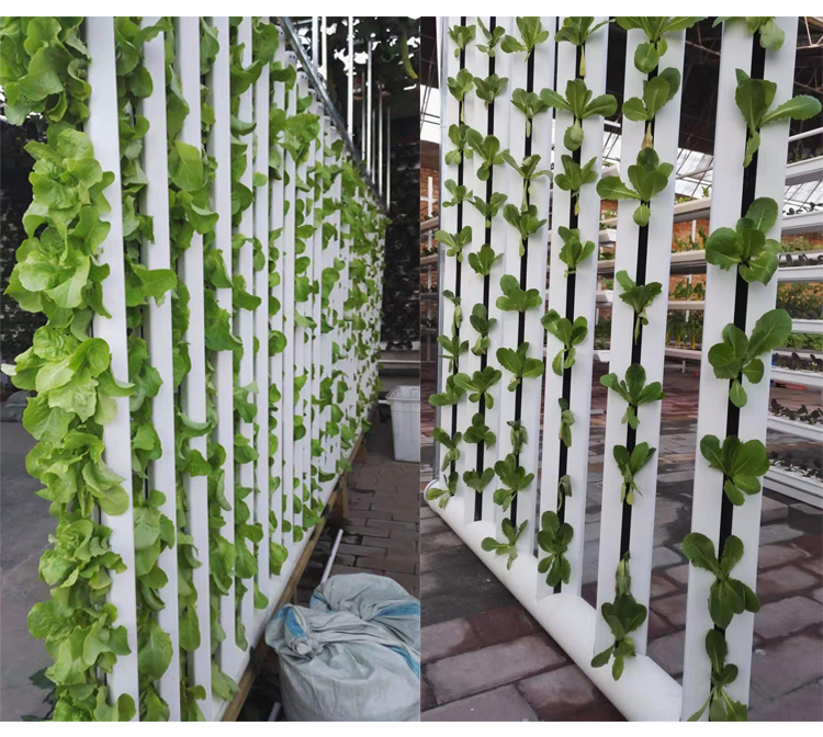 Skyplant Customized NFT Vertical Climate Control Hydroponic Growing Systems