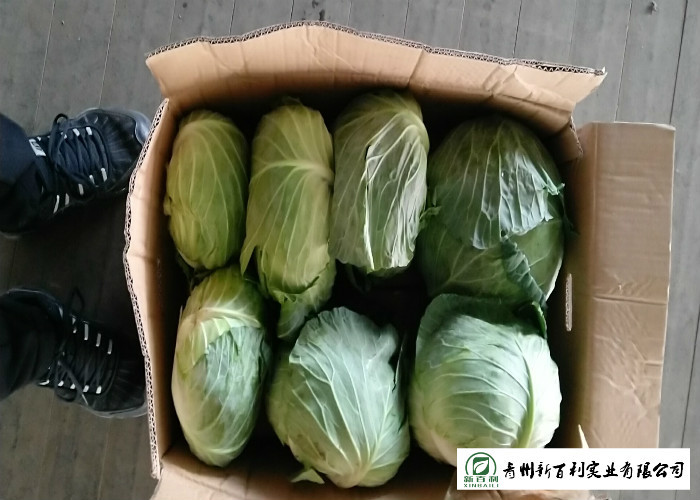 Affordable Raw Cabbage , Folic Acid And Potassium Cabbage Family Vegetables