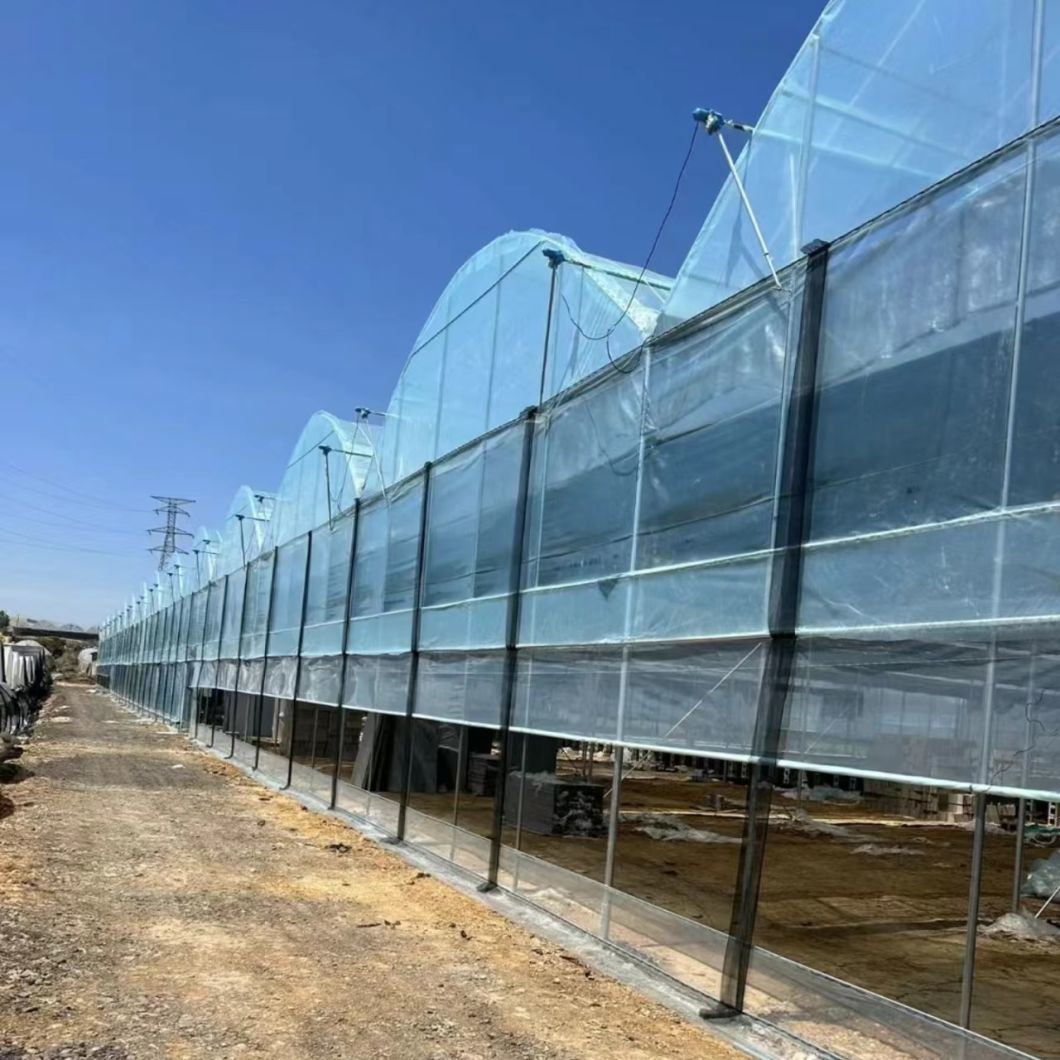 Film Greenhouse for Vegetable Production