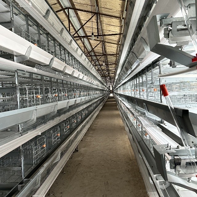 Durable & Labor-Saving: H-Type Fully Automatic Layer Cages for Modern Farms