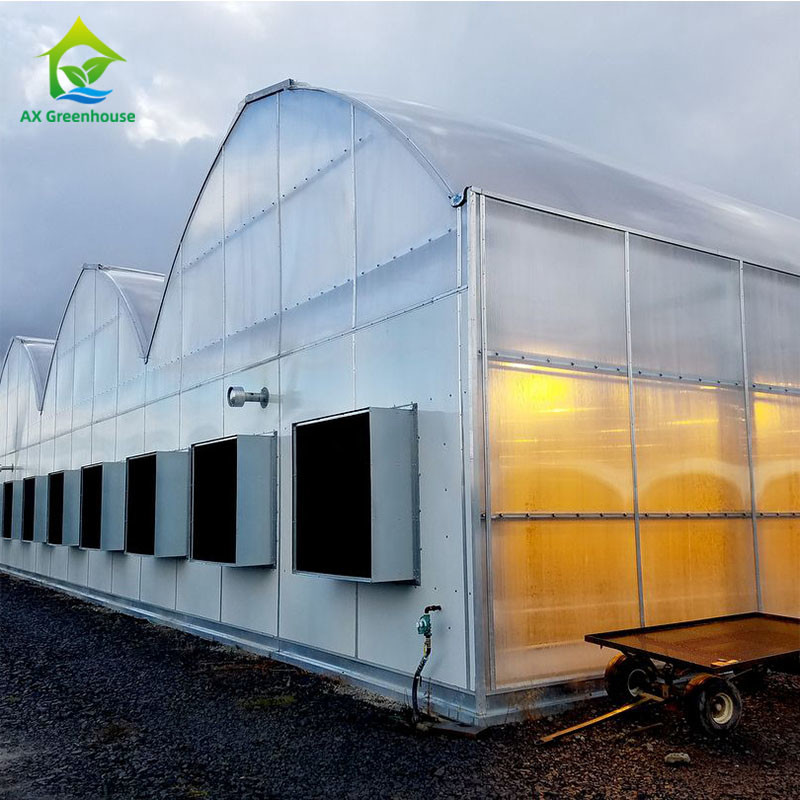 Eco Friendly Automatic Light Dep Greenhouse 8m To 11m Width Plants Grow Greenhouse