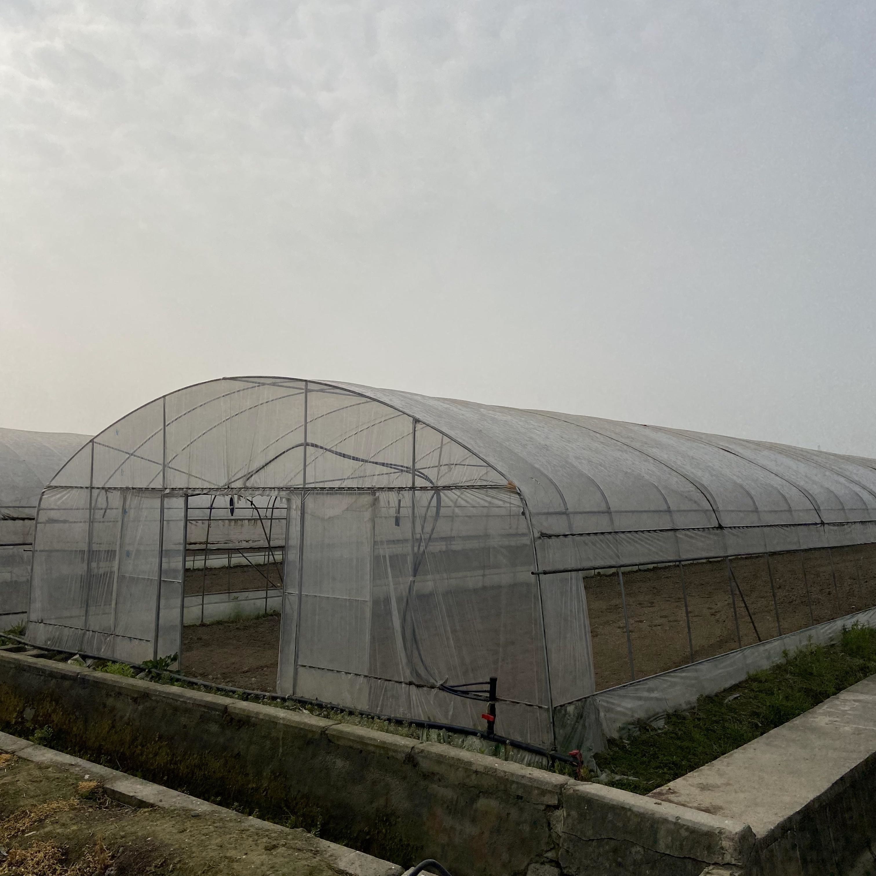 Large Tunnel Ground Polyethylene Film Greenhouse Customized For Tomato