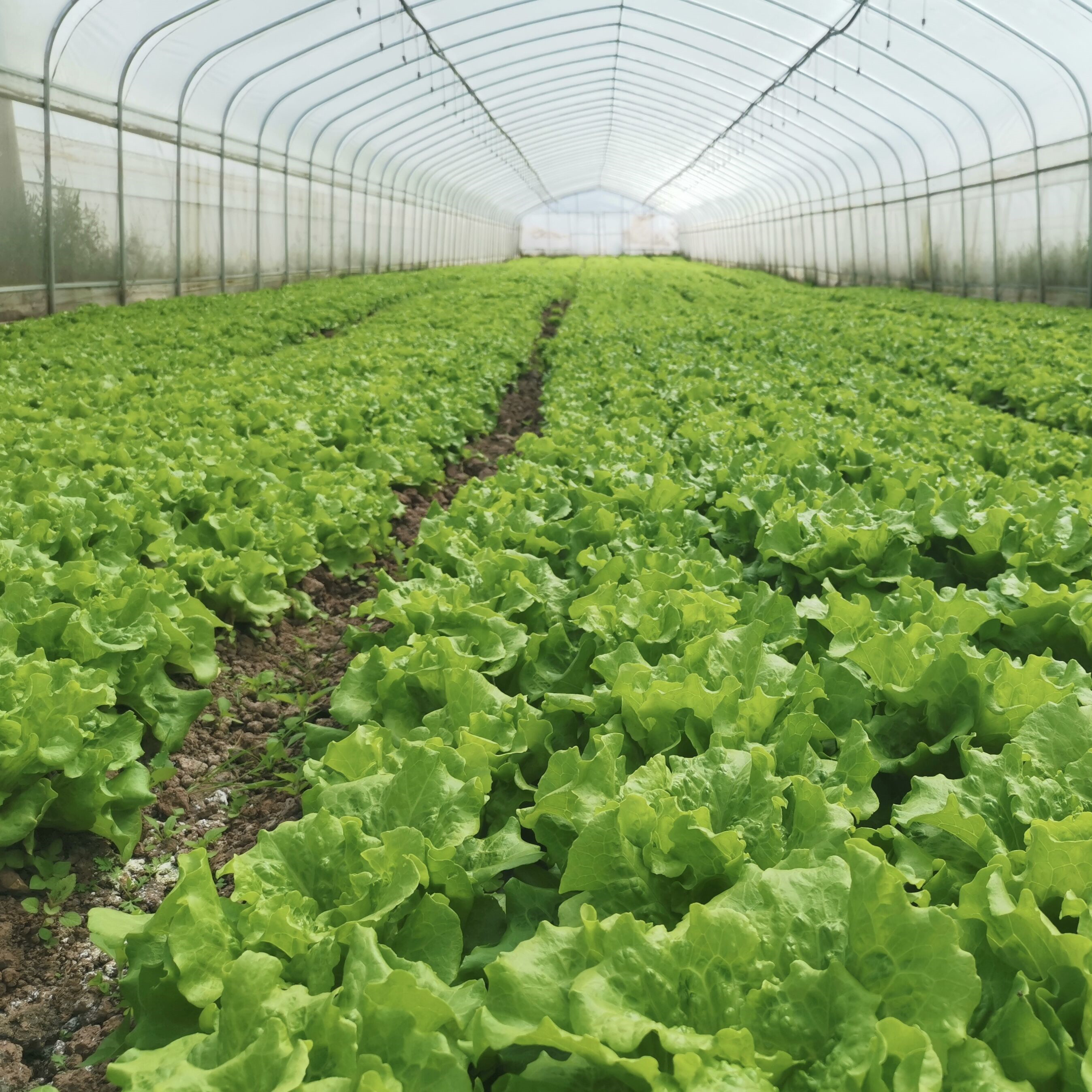 Poly Tunnel Single Layer UV Protected Polyethylene Plastic Green Houses For Agriculture