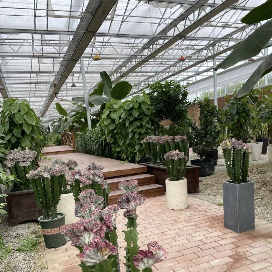 Glass Greenhouse with Hydroponic System
