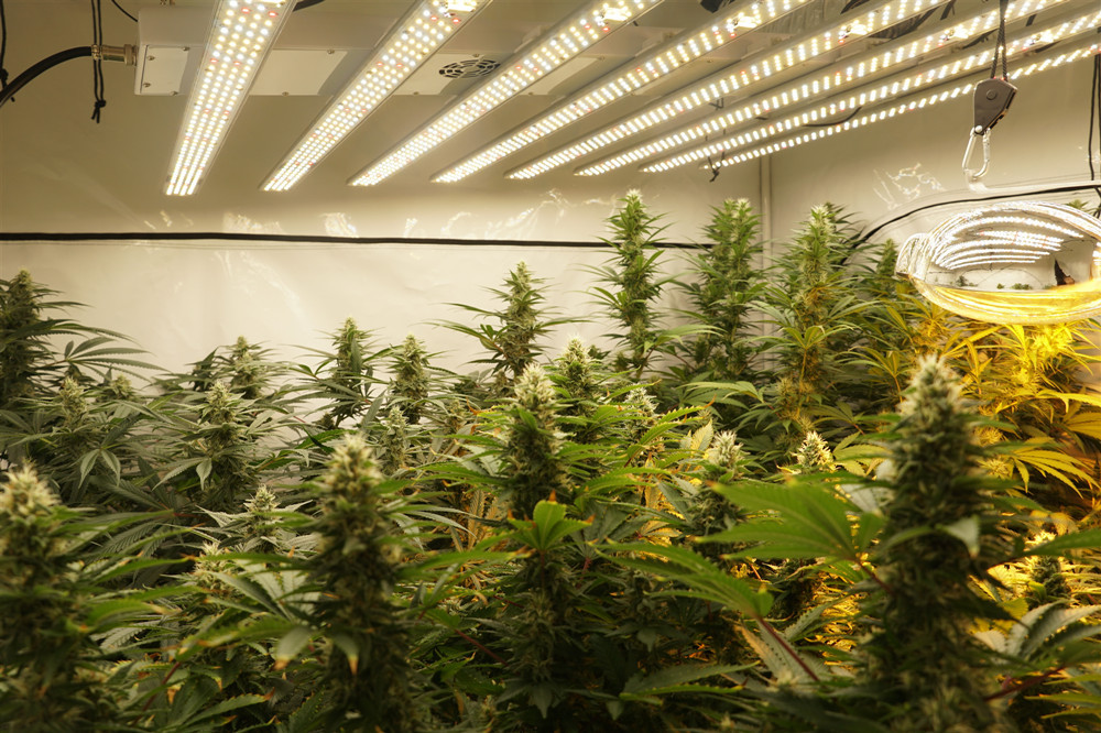 Programmable Led Grow Lights , Led Bloom Lights Wireless Control B6-9HS