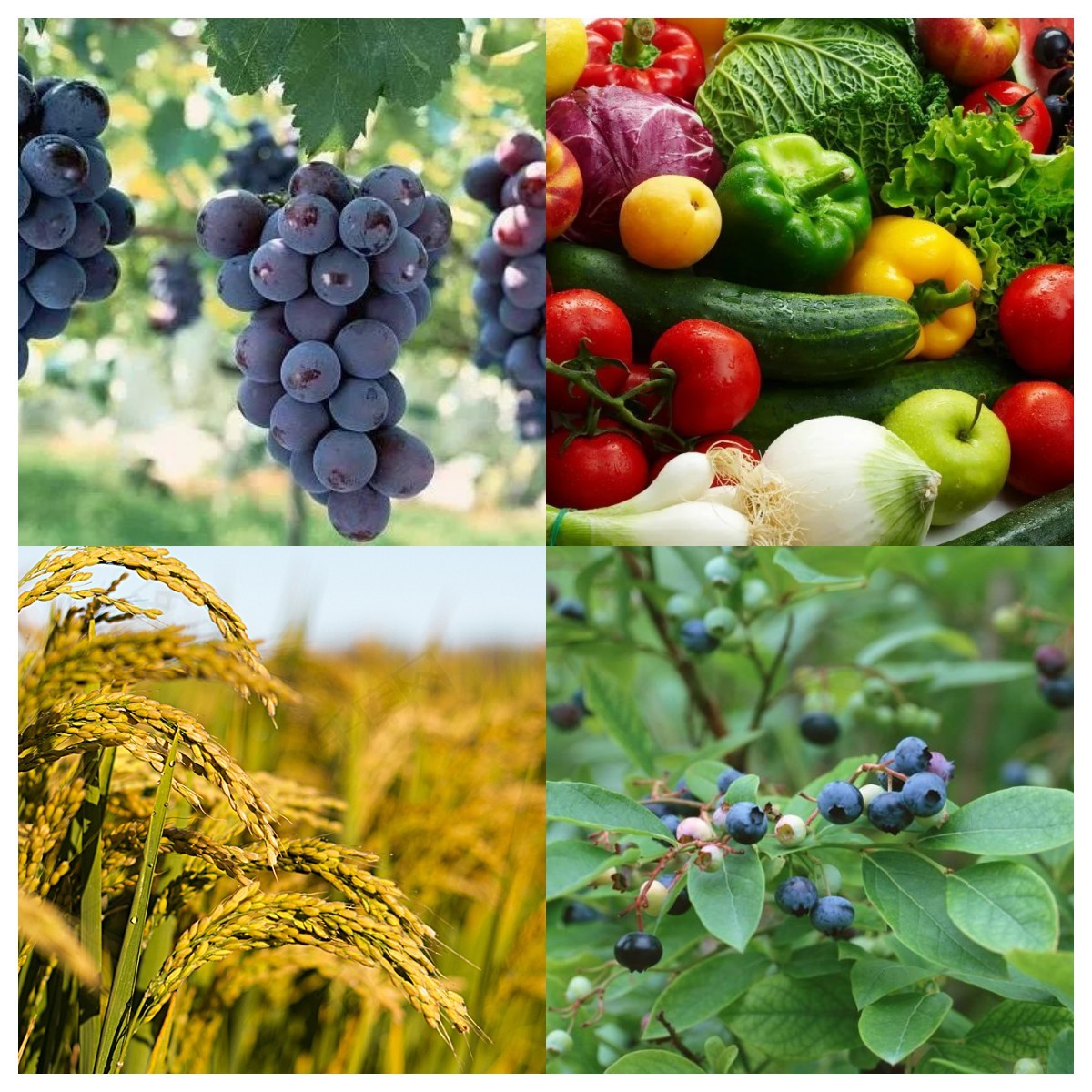 Crop Nutrition Organic Humic Acid Fertilizer Yellow Promoting Root Development