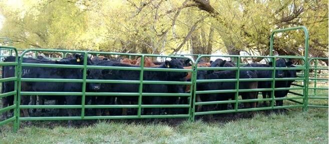 Metal Sqaure Pipe 1.5x2.1m Heavy Duty Cattle Panel For Farm
