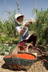 Ningxia Amorberry Foodstuff Co., Ltd.