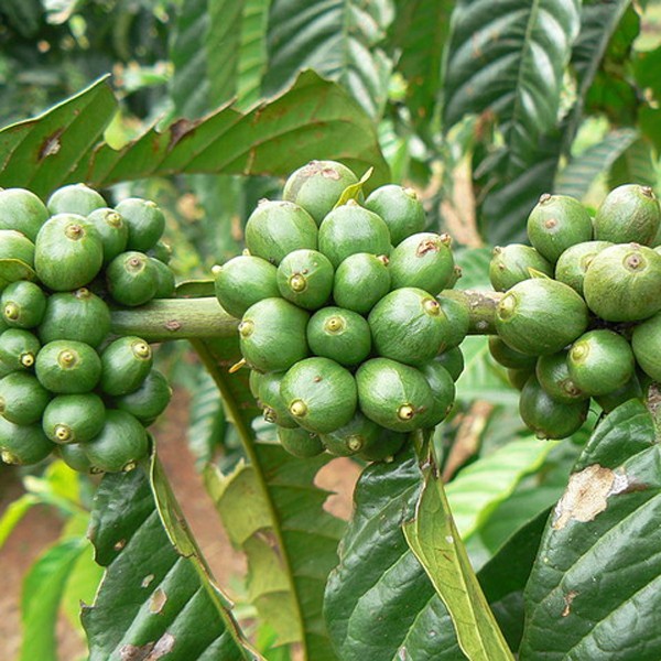 pure organic weight loss Slim product Green coffee bean extract Powder 50% Chlorogenic acids
