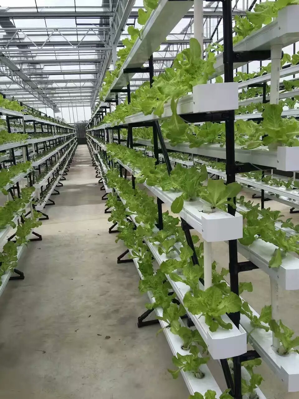 New arrival Hydroponics NFT Greenhouse System with PVC Pipe growing Kits Indoor and Garden