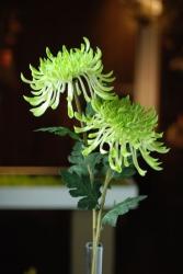 Wingflora Art&Craft Co., Ltd