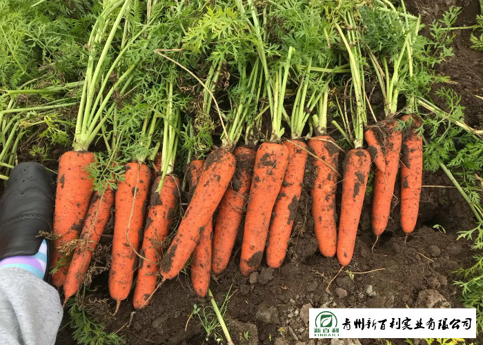 HACCP / GAP Standard Fresh Organic Carrots Own Plantation Supply To Supermarket