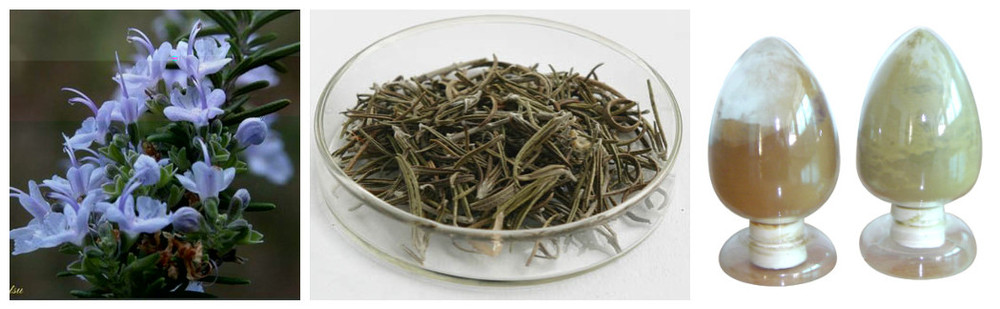 100%Natural Rosemary Herb Extract,2.5%-40% Rosmarinic acid/6%-75% Carnosic Acid
