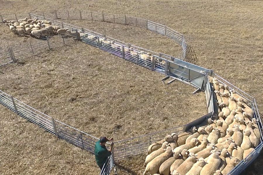 Australia Portable Farm Livestock Steel Fence Panels Galvanized For Cattle
