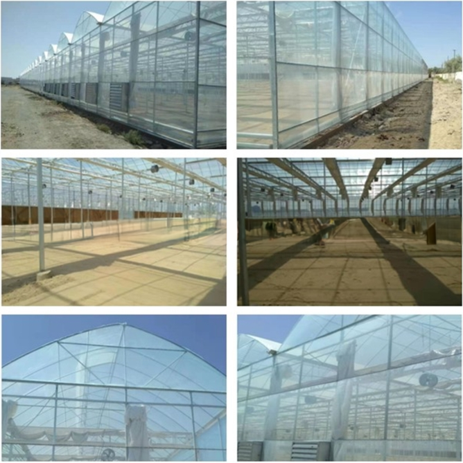Intelligent Greenhouse For Tomato Cultivation Multi Span Film Green House By Shine Tech