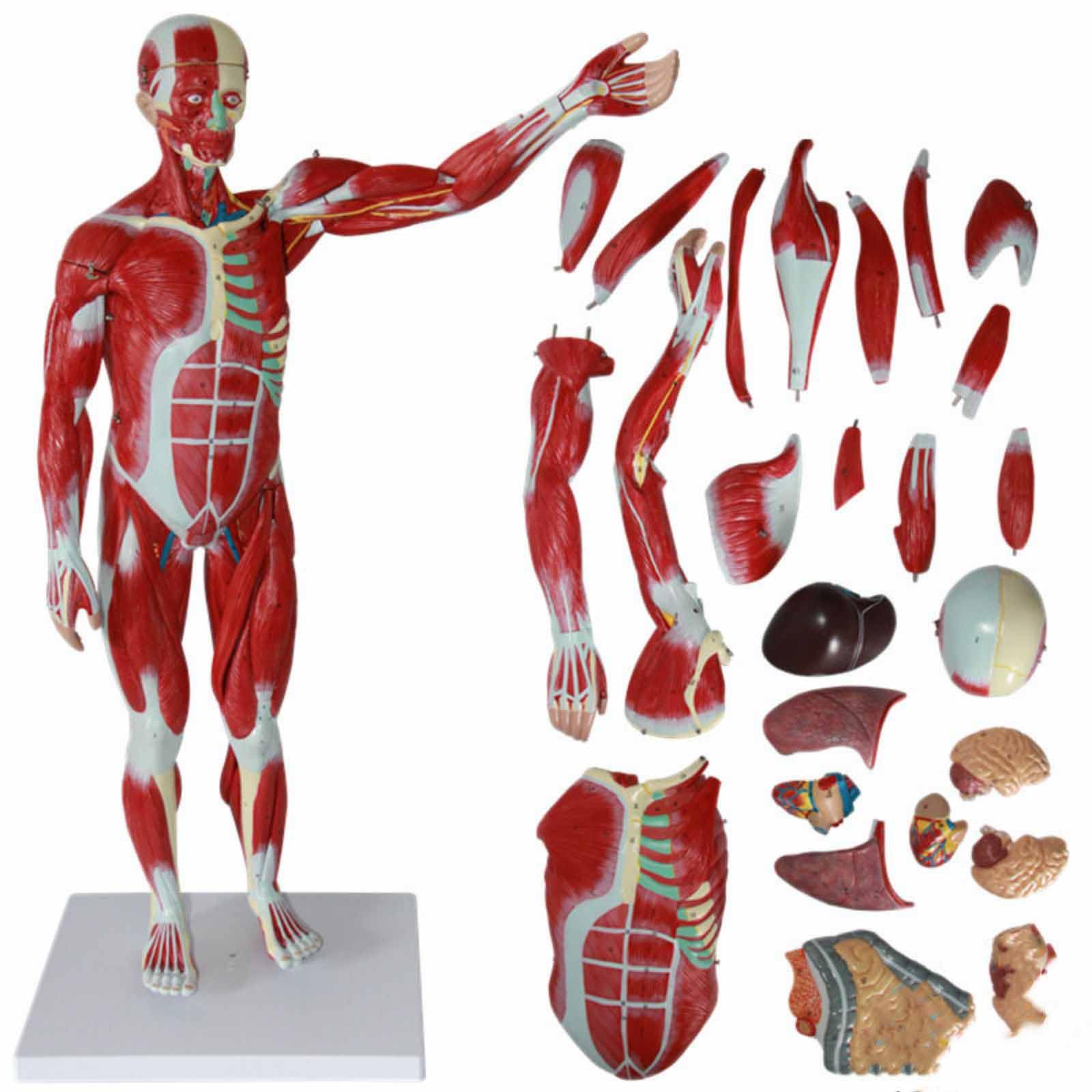 30Inch Muscle Viscera Anatomical Skeleton Model Full Size For Medical Teaching Study
