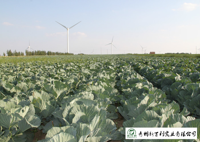 Clean Healthy Fresh Green Cabbage Own Plantation Supply To Supermarket