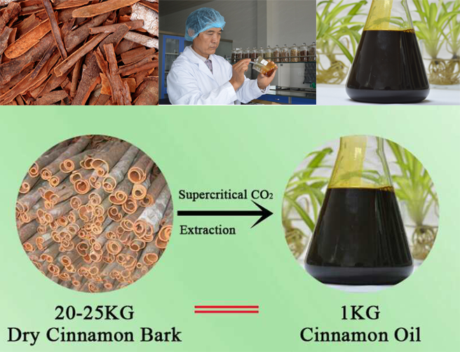 Supercritical CO2 Extraction Cinnamon Oleoresin