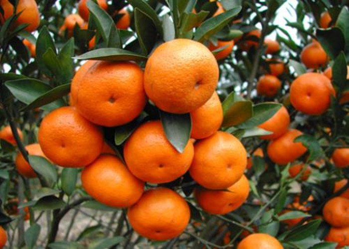 Molybdenum Boron Amino Acid Chelate Micronutrients In Agriculture Fields