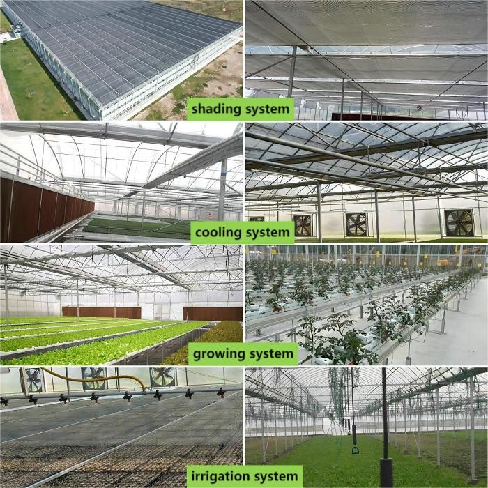 Large Size Clear Plastic Film Greenhouse Multi Span 3-6m Gutter Height Galvanized Steel Greenhouse