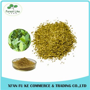 Best Selling Natural Yerba Mate Extract