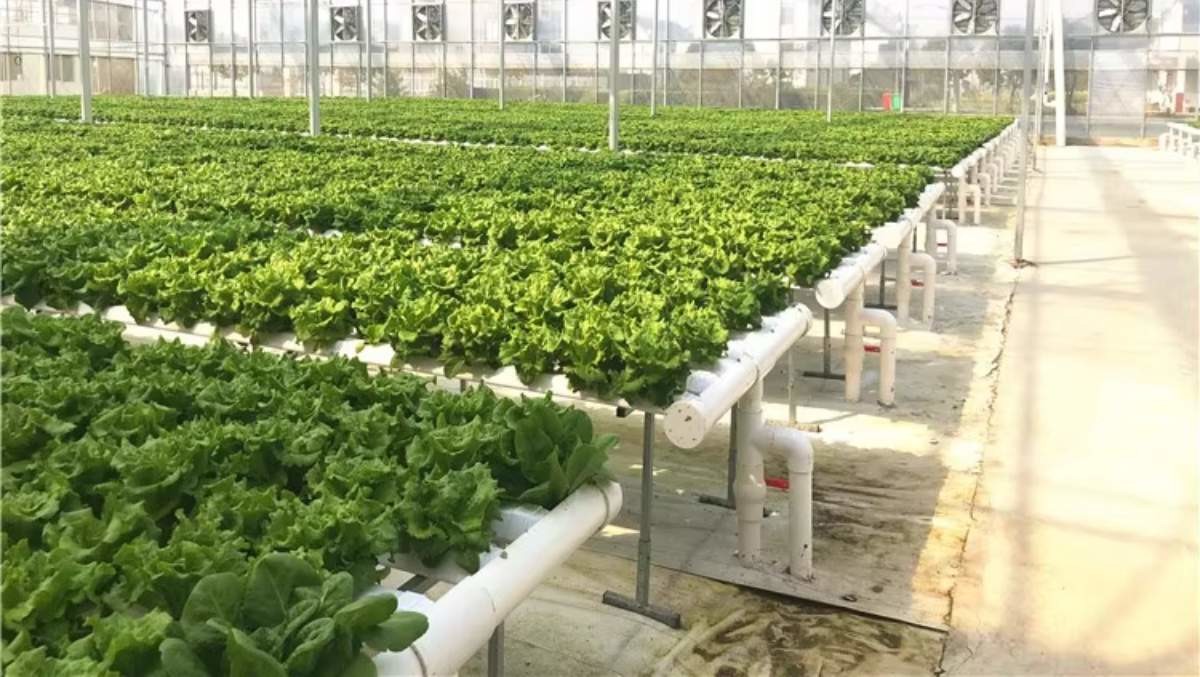 Agricultural Vertical NFT Hydroponic Lettuce Growing Systems Equipment In Greenhouse