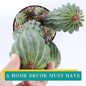 Artificial Cactus