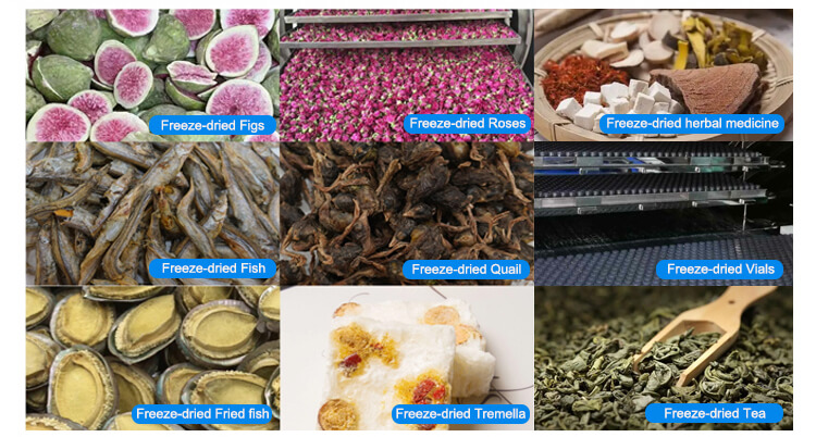 OEM Freeze Dryer Vacuum Pump Freeze Drying Equipment Top Press