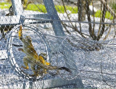 There is a ferrules rope mesh walkway with two monkeys in it.