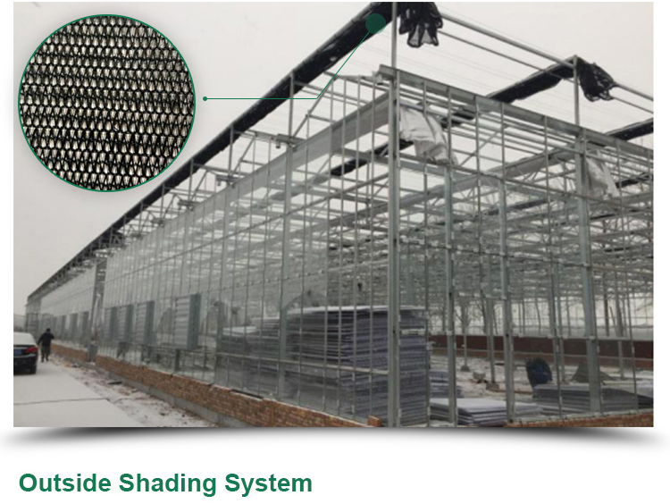 Multi-span Agricultural Glass Greenhouse with Film Covering Width 8m or Customizable