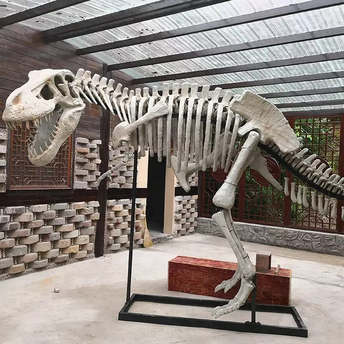 Indoor Dinosaur Skeleton Replica Youth Age 12 Months Warranty