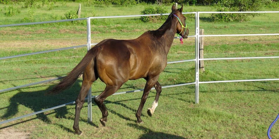 Steel 10ft Tall Horse Round Yard Panels With Powder Coated