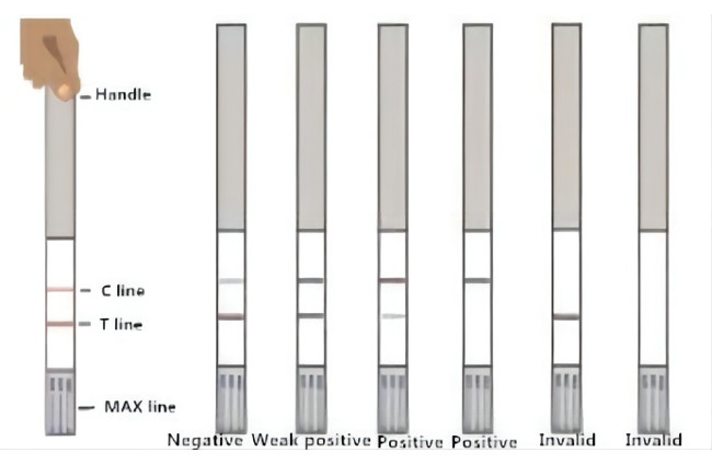 Florfenicol Rapid Test Strip Milk Test Kit 96 Tests/Kit 0.2 To 0.3 Ppb