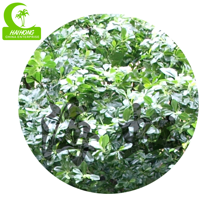 faux ficus tree
