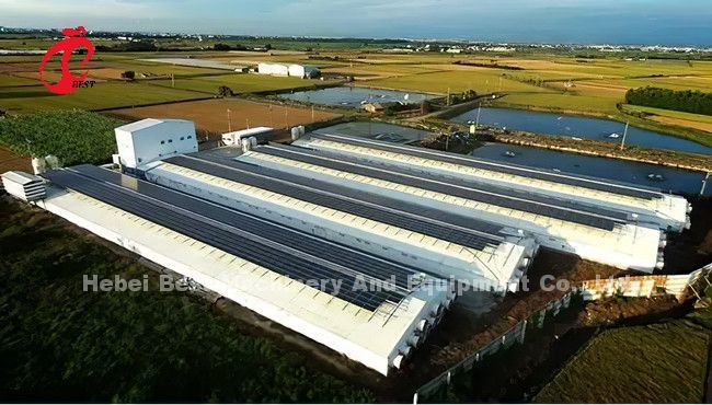 A H Type Full Automatic Poultry Farming Battery Cage System Star