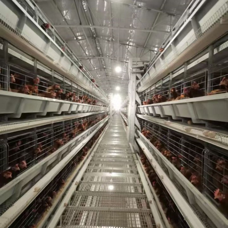 4 Tier Broiler Chicken Battery Cages System Automatic H Type 65 X 60 X 50 Cm