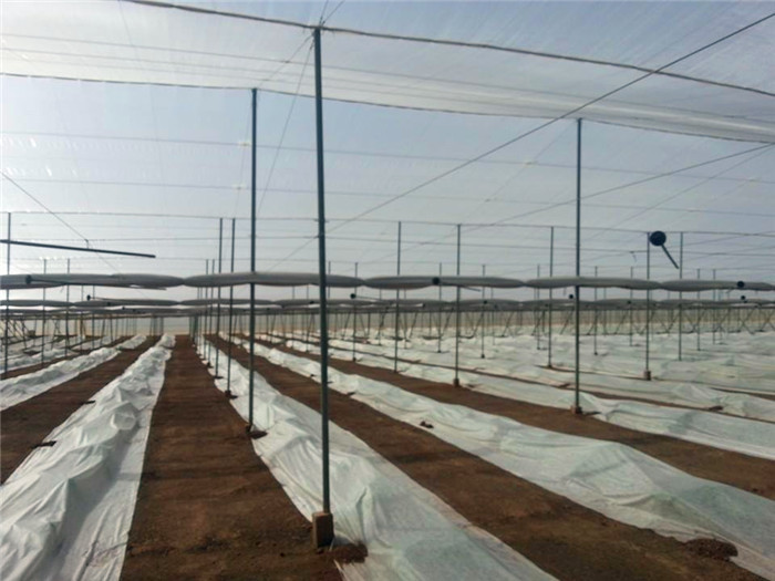 Greenhouse Netting Anti Fly Insect Net For Vegetable Gardens