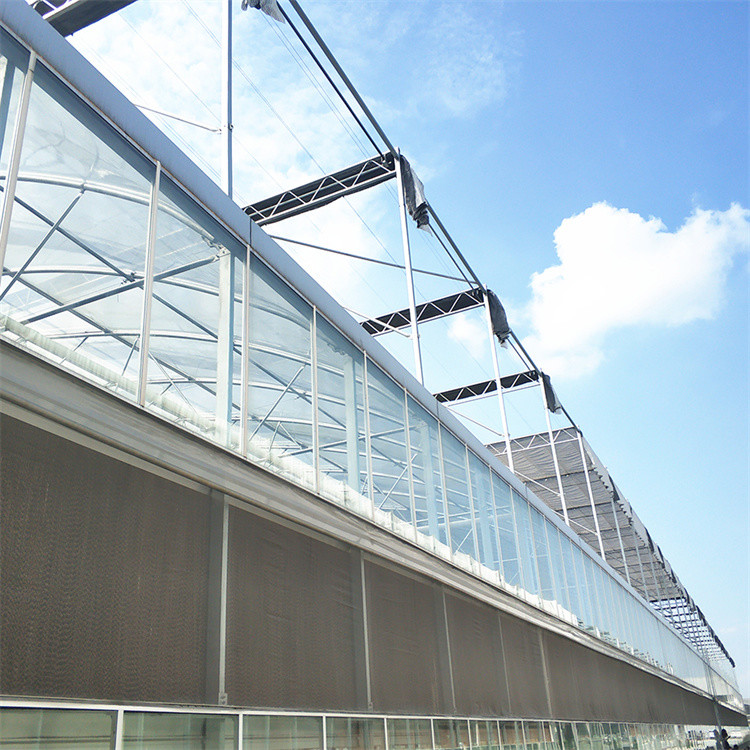 Customized Venlo Type Greenhouse Multispan Tunnels Hot Dip Galvanized Steel