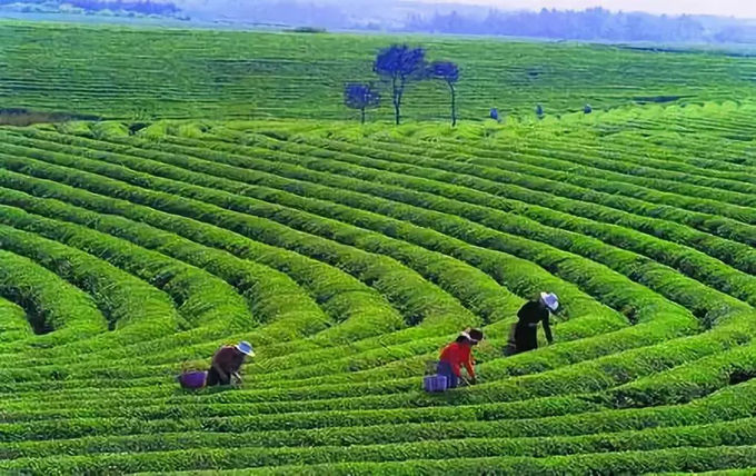 Hunan Dark Tea Anti Constipation Tea To Drink For Health , Anhua Dark Tea