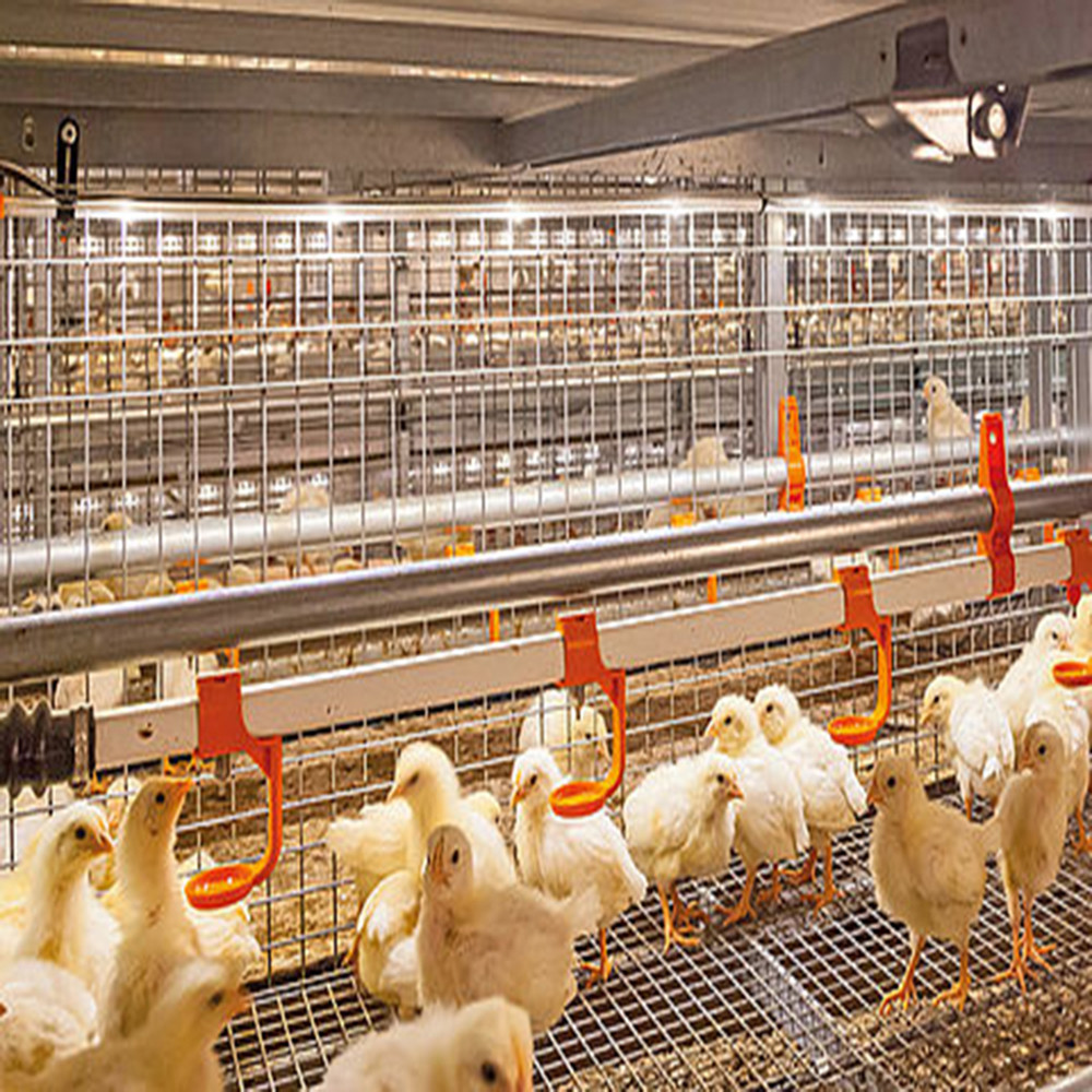 Fully Automated Ventilated Chicken Coop Light Steel Frame Structure Building