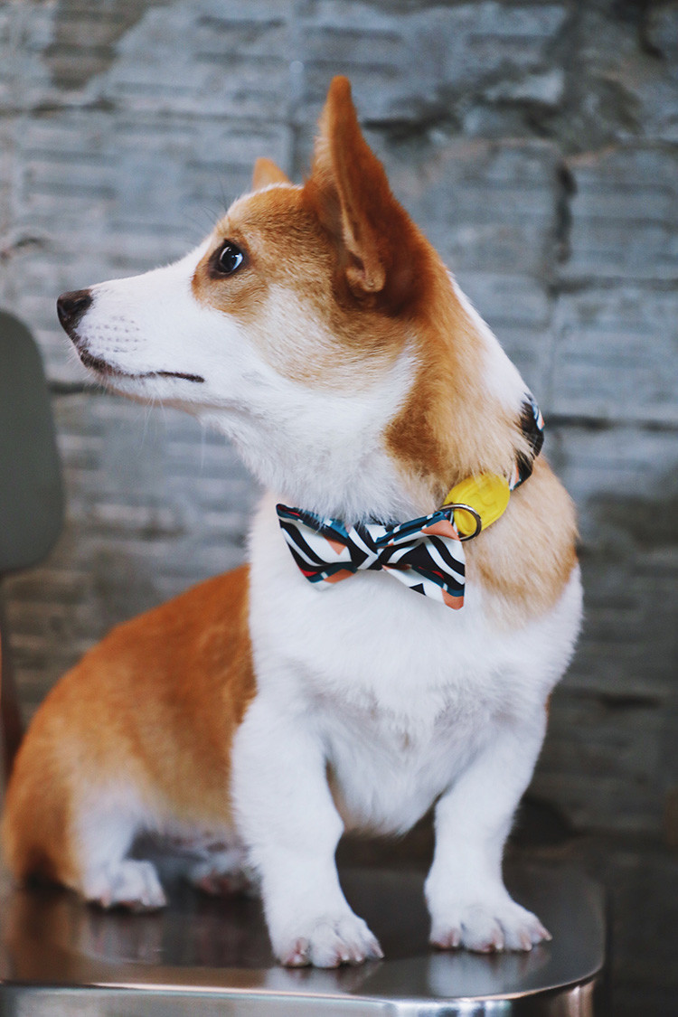 Cute Blue Black Custom Christmas Dog Bowtie Collar Wedding 5.12 Inch 13cm